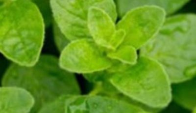 THE MOST POWRFUL PLANT