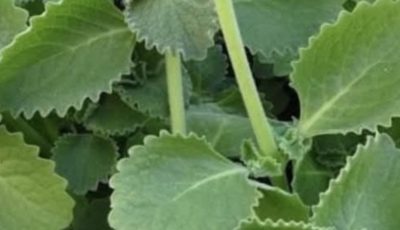 Just 1 Oregano Leaf Per Day: A Tiny Habit with Big Health Benefits