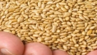 Alpiste: The Miracle Seed of Nature (Benefits, Uses, and How to Consume It)