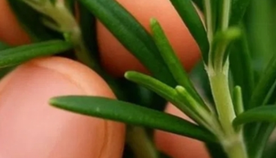 How to grow this plant abundantly at home.