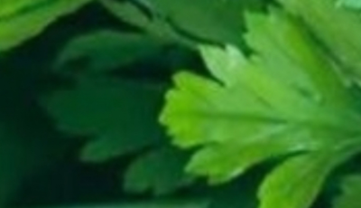 This plant k.i.l.ls 86% of lung cancer cells