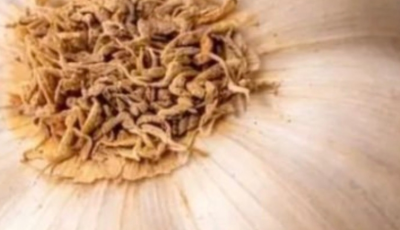 The Truth Behind “One Ingredient That Protects Against 25+ Diseases”