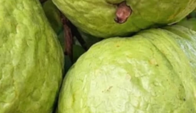 Guava Recipes for Balanced Blood Sugar and Stronger Hair – Natural Remedies that Work