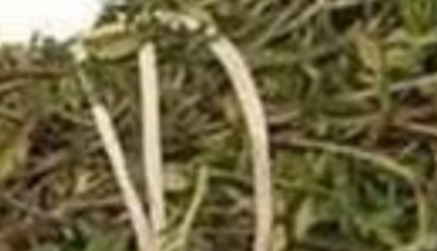 The Most Potent Herb That Destroys Parasites, Urinary Tract