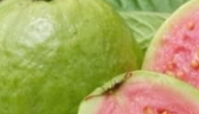 Natural Leaves That May Help Support Healthy Blood Sugar Levels