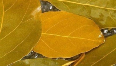 Banish Flies, Mosquitoes, and Cockroaches with These Simple Natural Remedies
