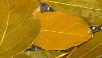 Banish Flies, Mosquitoes, and Cockroaches with These Simple Natural Remedies