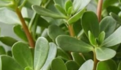 Verdolaga (Purslane): Benefits, Properties, and How to Eat This Powerful Plant