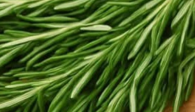 The Versatile Rosemary: Your Home’s Secret Weapon
