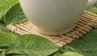Guava Leaf Tea for Blood Sugar Control