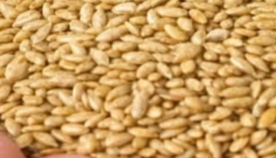 Alpiste: The Miracle Seed of Nature (Benefits, Uses, and How to Consume It)