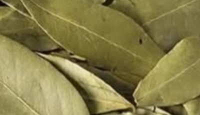 Goodbye Knee Pain: Unlocking the Ancient Healing Power of Bay Leaves for Natural Relief