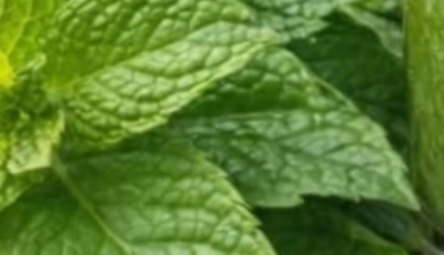 Mint and Lemon Juice: The Natural Drink That Refreshes, Detoxifies, and Boosts Energy