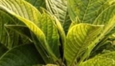 Guava Leaves: A Natural Ally for Blood Sugar Control