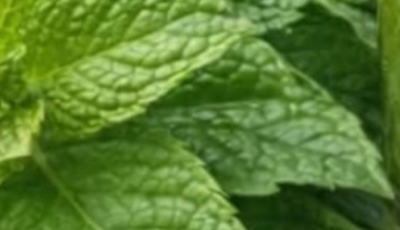 Mint and Lemon Juice: The Natural Drink That Refreshes, Detoxifies, and Boosts Energy