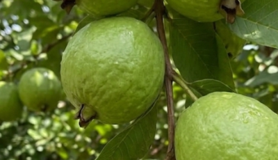 Guava Leaf Tea: A Natural Ally for Everyday Wellness