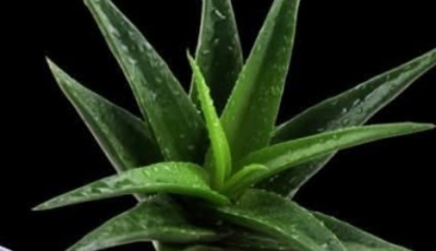 A Natural Path to Healing: Barbara O’Neill’s Holistic Approach to Cancer Support