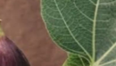 The Power of Fig Leaves: Hidden Benefits in These Leaves