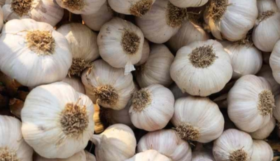 Garlic and Clove: Two Treasures for Your Health