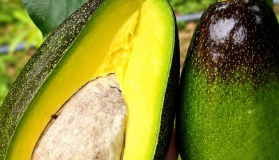 Amazing Benefits of Avocado: Why This Superfood Deserves a Place in Your Daily Diet