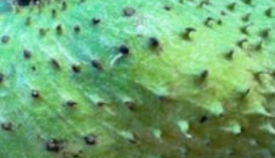Get Ready to Indulge in the Exotic Goodness of Soursop