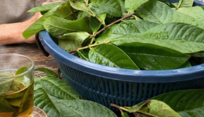 Guava Leaf Tea: Benefits, Traditional Uses, and Wellness Support