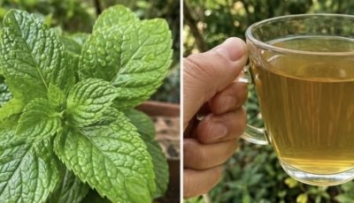 Soursop Leaf and Mexican Oregano Tea: Benefits, Recipe, and Safe Use