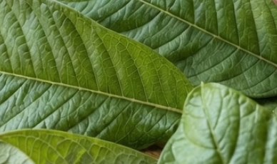 Guava Leaf Tea: 30 Potential Health Benefits, 20 Remarkable Properties, and How to Prepare It Safely